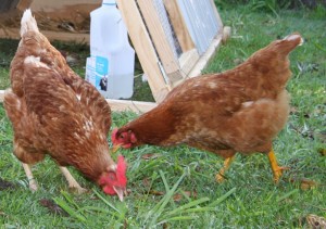 Two chooks, not GertrudeandAlice!